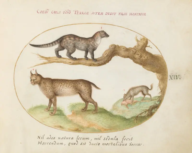 En sibetkatt, ett lodjur och en hyena som äter en hund av Joris Hoefnagel