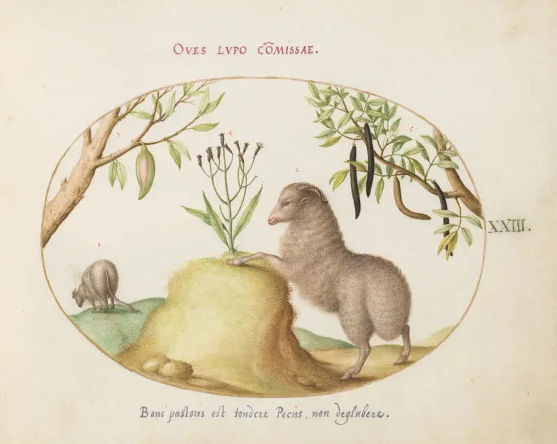 Ein Fettschwanzschaf, ein Schaf mit langem Schwanz, eine ‚Cassia purgatrix‘ und andere Pflanzen von Joris Hoefnagel