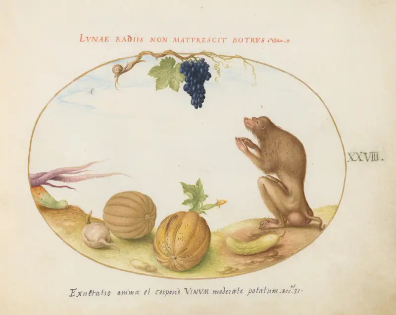 En tartarin (berberapa) med frukt och en snäcka av Joris Hoefnagel