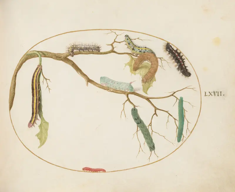 Larven des Großen und Kleinen Kohlweißlings, Hornwurm, Larve des Besenginsterspinners und andere von Joris Hoefnagel