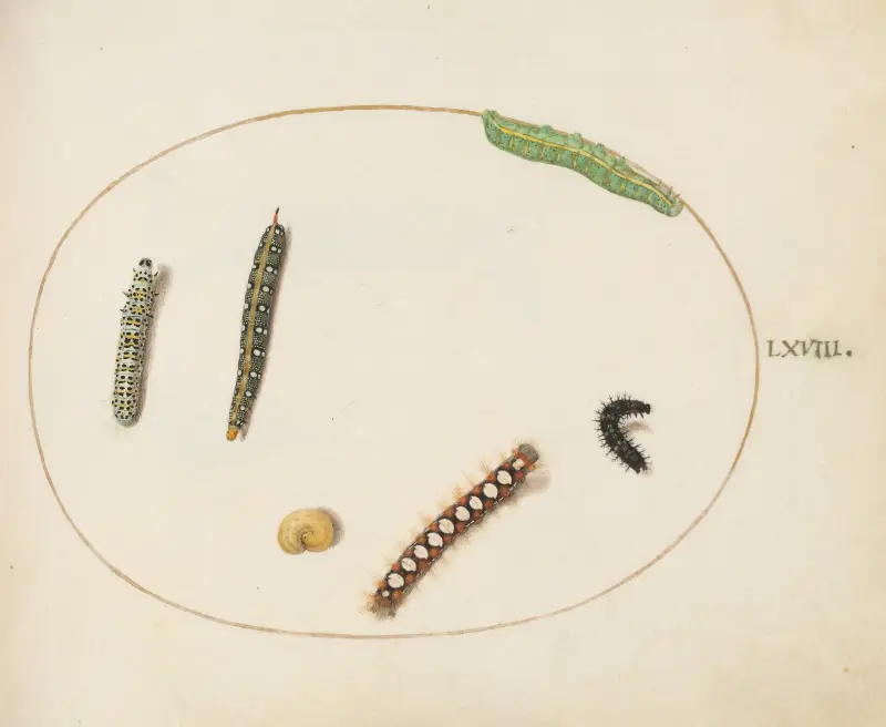 Raupe des Wolfsmilchschwärmers, Raupe der Königskerzenmotte und andere Raupen von Joris Hoefnagel