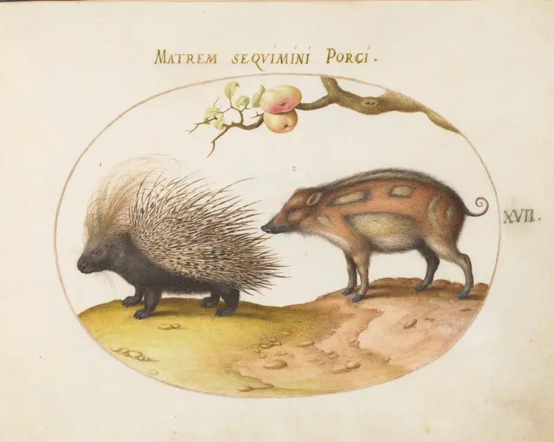 Piggsvin och vildsvin av Joris Hoefnagel