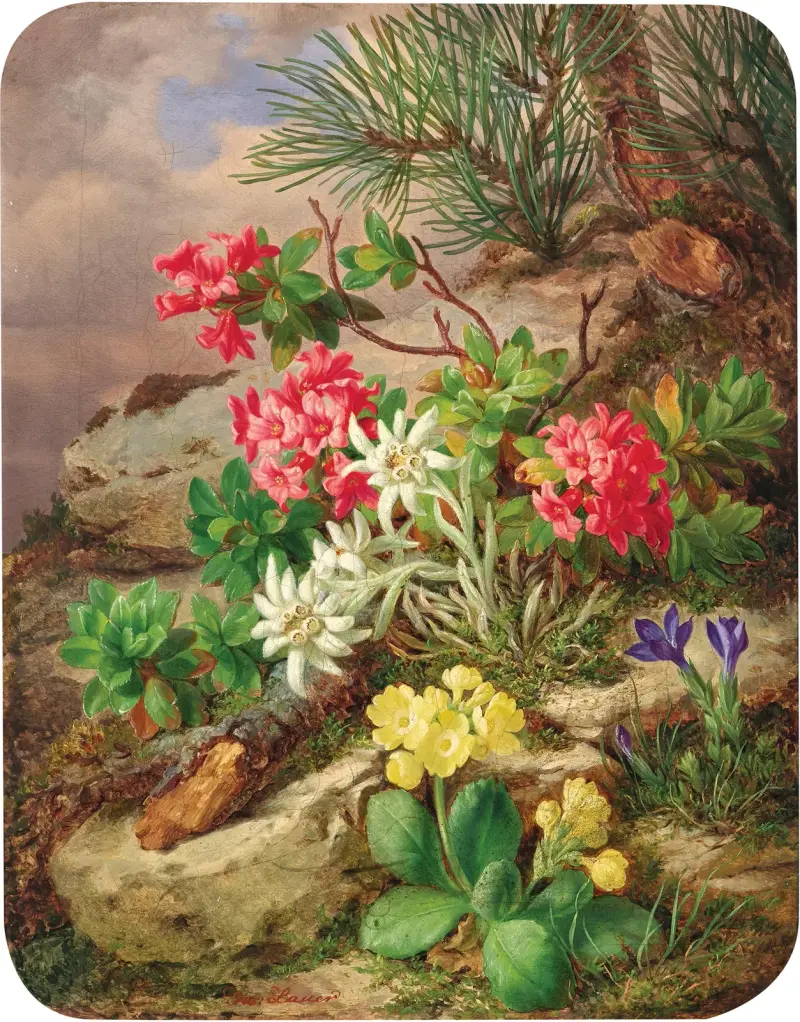 Alpské květiny – č. 1, Josef Lauer