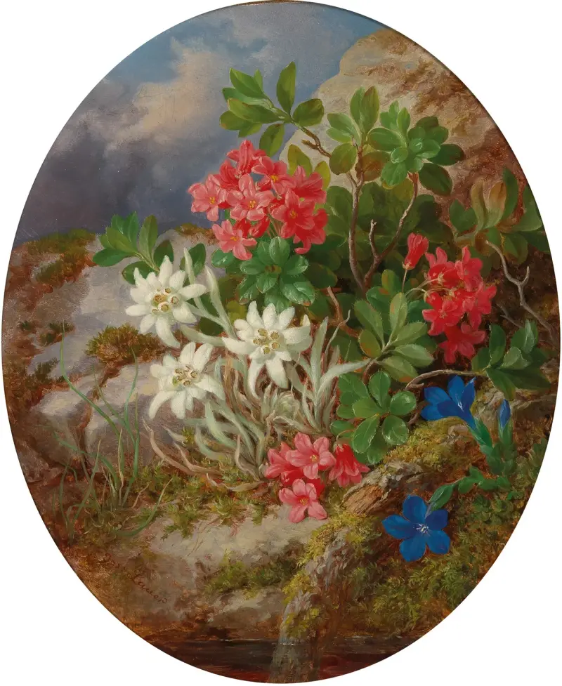 Alpejskie kwiaty – nr 2, Josef Lauer