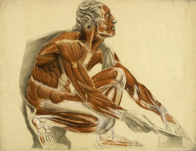 Anatomisk studie. Hukande flådd man åt höger av Arthur-Joseph Gueniot