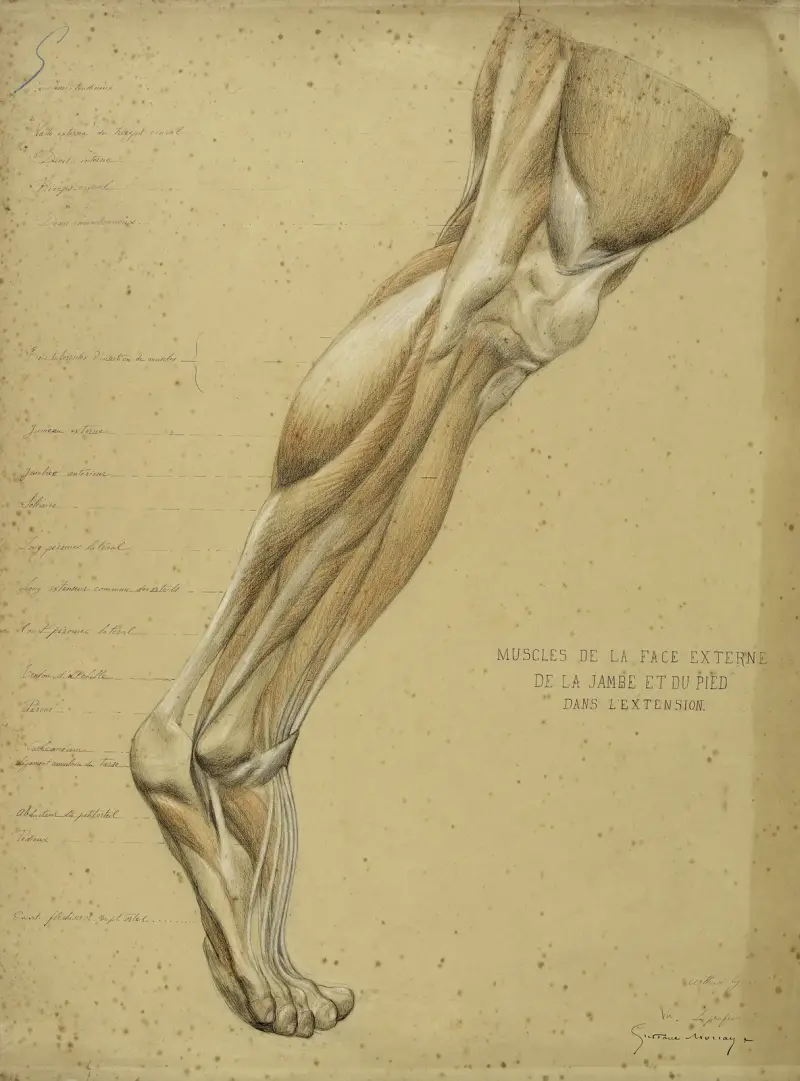 Anatomisk studie. Muskler på benets och fotens yttre sida i extension av Arthur-Joseph Gueniot