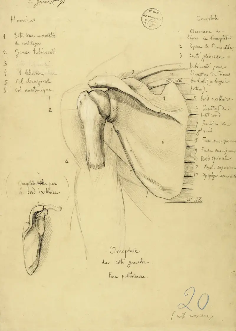 Anatomisk studie. Vänster skulderblad, baksidan av Arthur-Joseph Gueniot