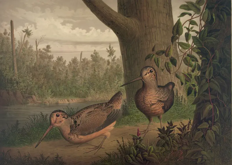 Live woodcock av Joseph Hoover