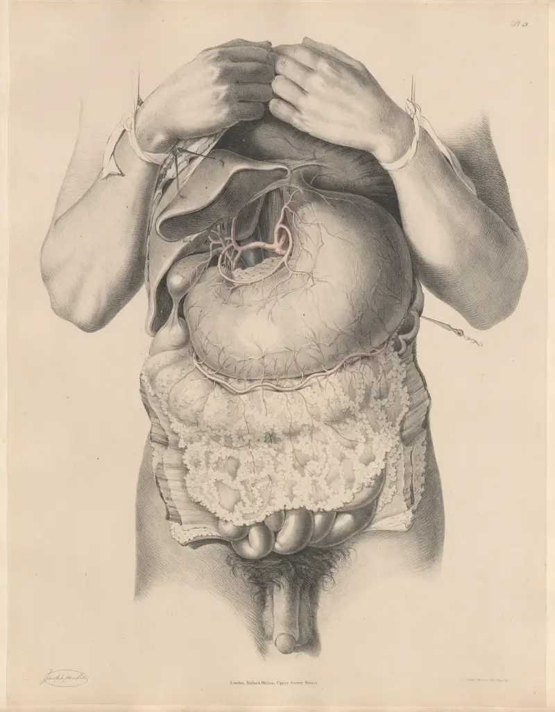 Buken öppnad, och celiakaartären med sina grenar av Joseph Maclise