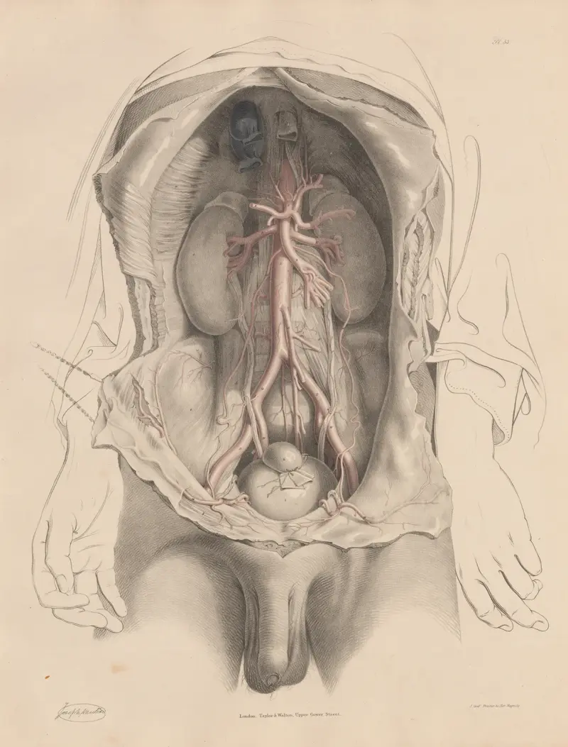 Die Bauchaorta und die von ihr ausgehenden Äste. Die Beckenarterien von Joseph Maclise