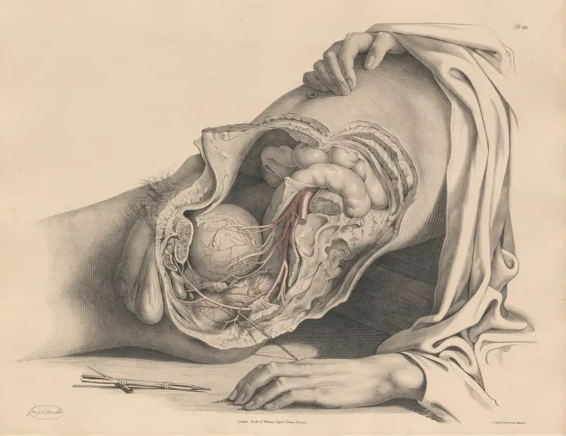 Bäckenets artärer hos mannen av Joseph Maclise
