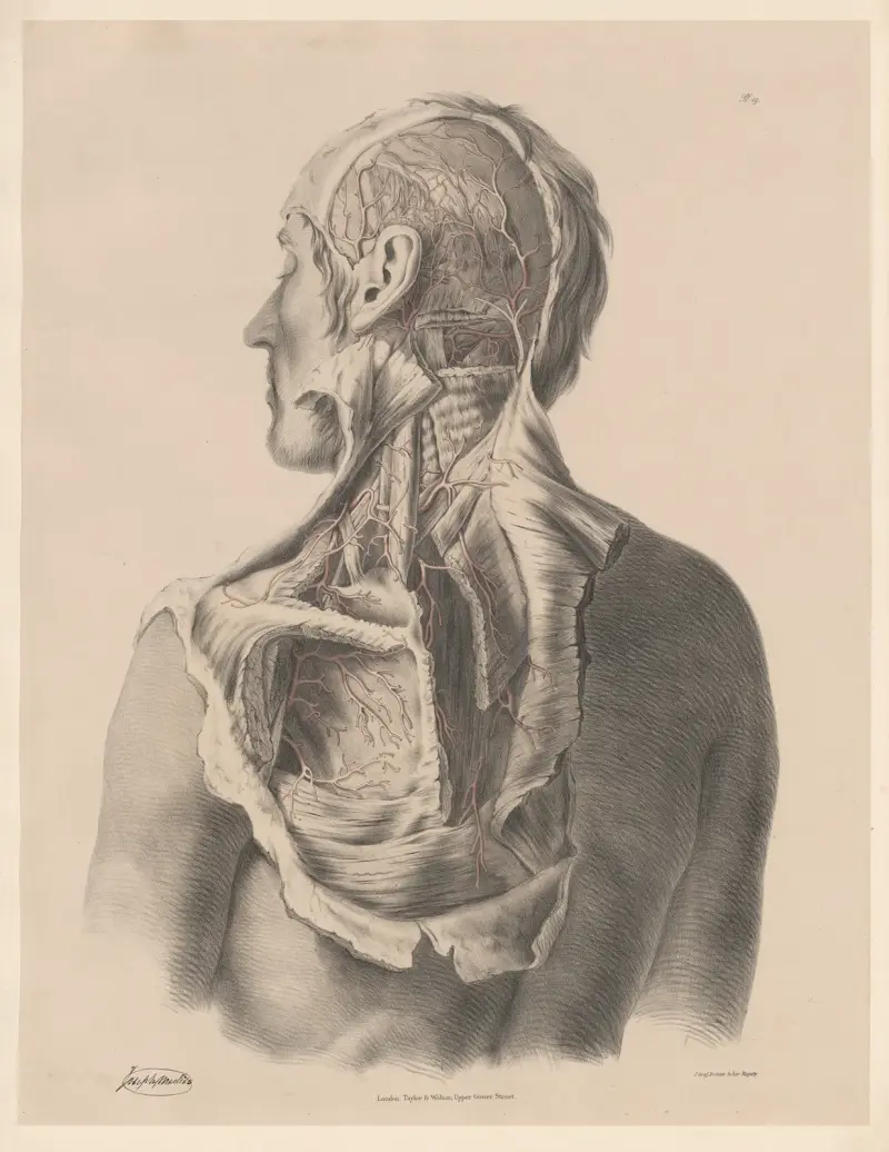 Artärerna på sidan och baksidan av huvudet av Joseph Maclise