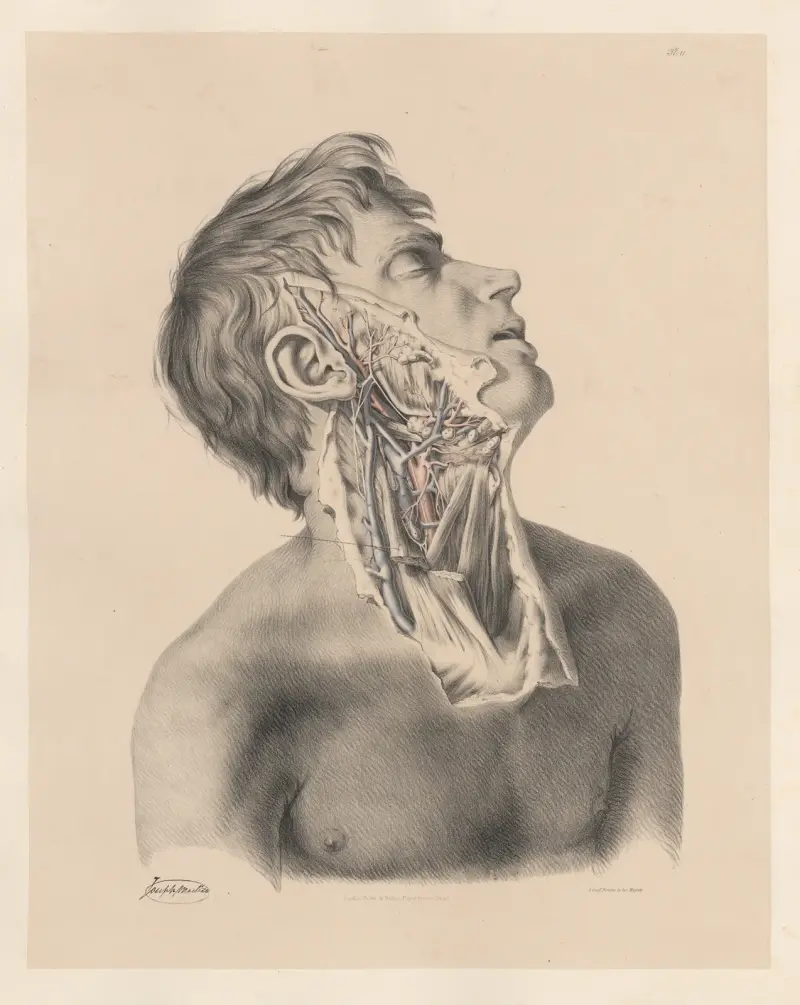Den yttre halspulsådern på höger sida, med tillhörande vener och nerver av Joseph Maclise
