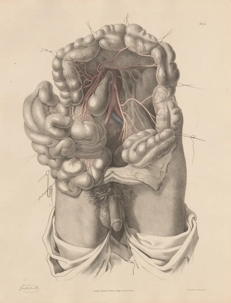 Den nedre mesenterialartären och dess grenar av Joseph Maclise
