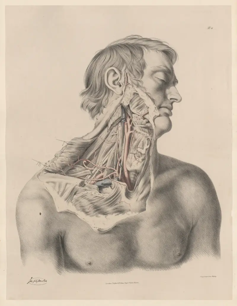 Die rechte gemeinsame Halsschlagader; die rechte Schlüsselbeinarterie und ihre Äste von Joseph Maclise