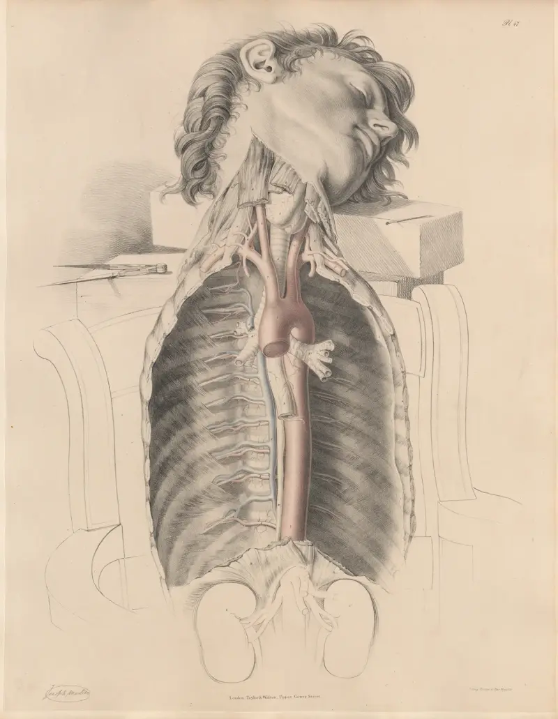 Die thorakale Aorta und die Interkostalarterien, mit den Interkostalvenen, Vena azygos, dem Ductus thoracicus von Joseph Maclise