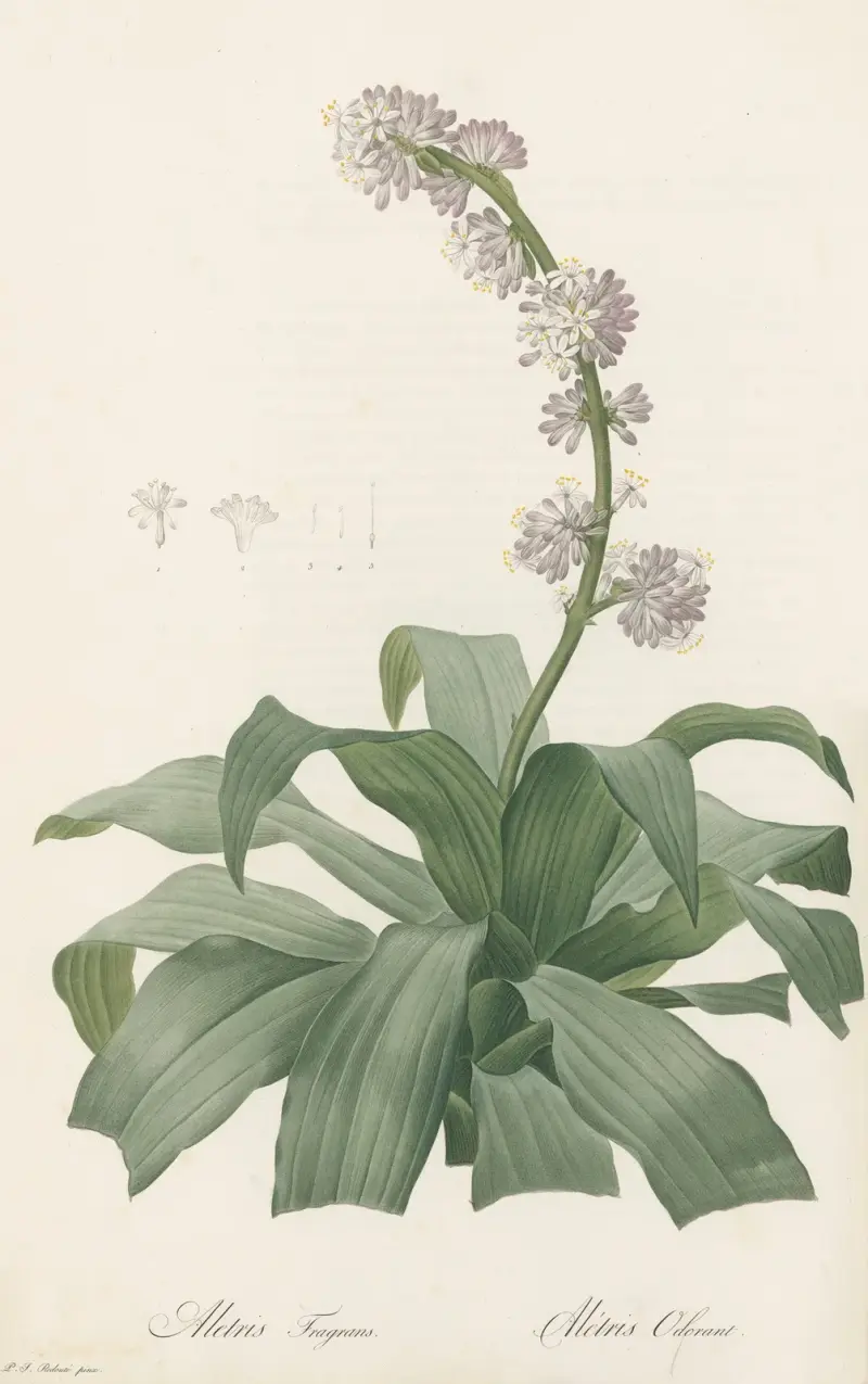 Aletris fragrans av Pierre Joseph Redouté