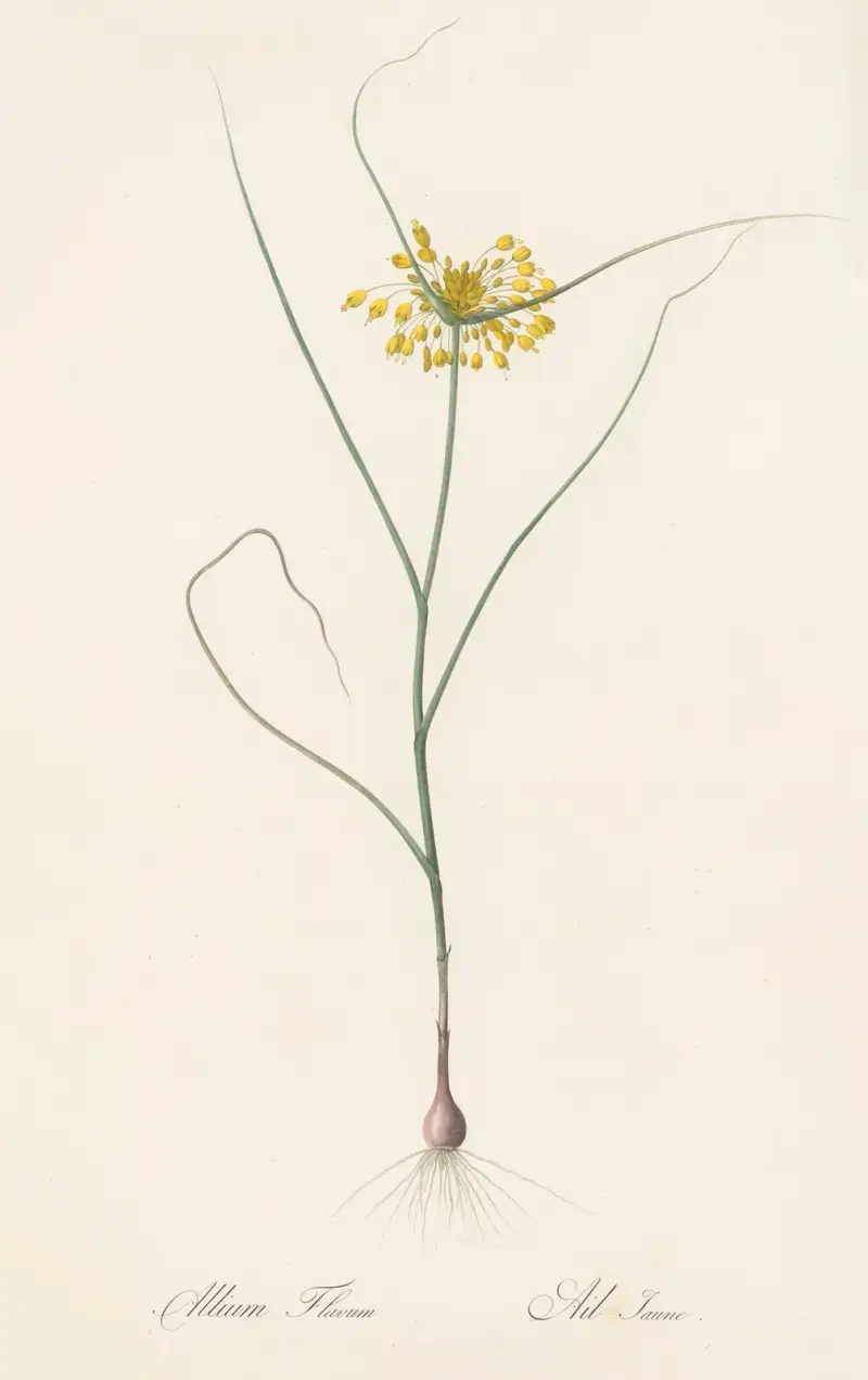 Allium flavum av Pierre Joseph Redouté