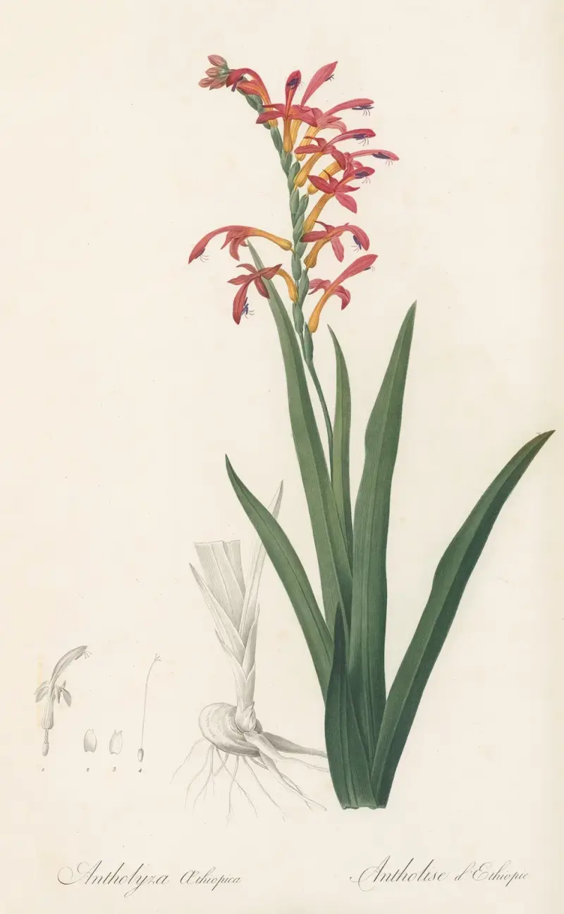 Antholyza aethiopica av Pierre Joseph Redouté