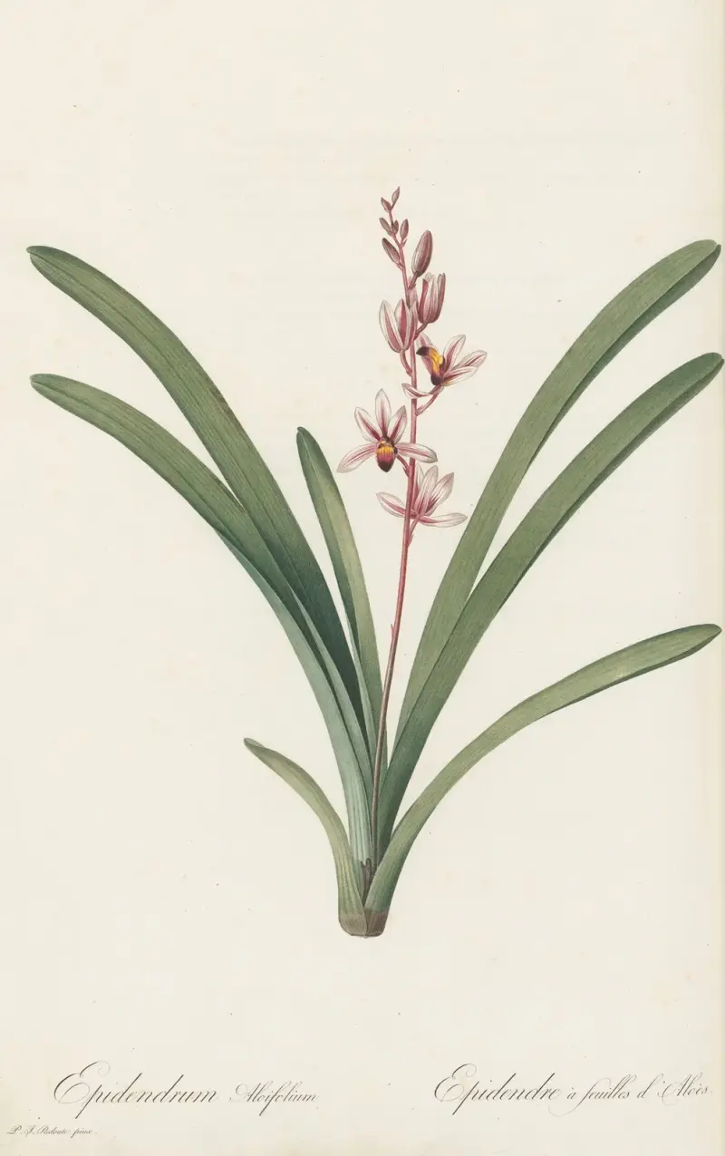 Epidendrum aloifolium av Pierre Joseph Redouté