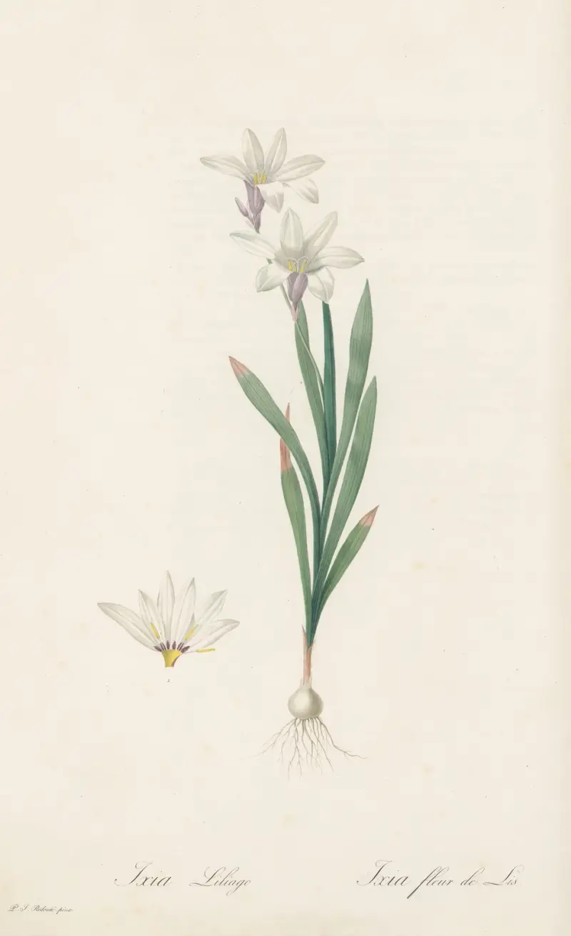 Ixia Liliago av Pierre Joseph Redouté