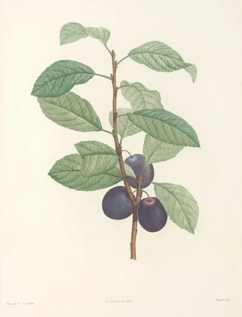 Rousseaus botanik, plansch 44 av Pierre Joseph Redouté