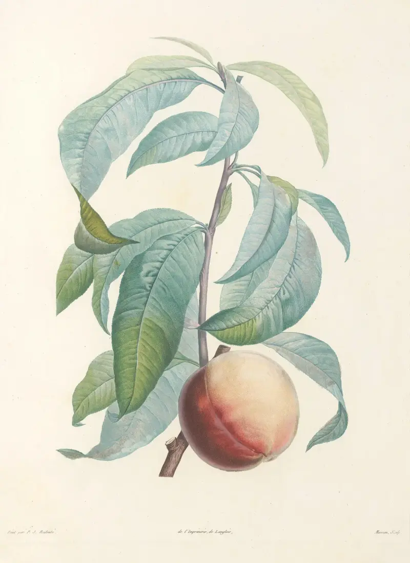 Rousseaus botanik, plansch 46 av Pierre Joseph Redouté