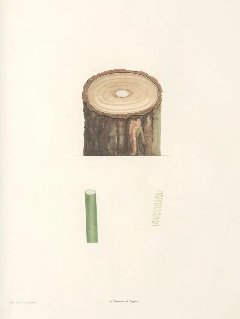 Rousseaus botanik, plansch 50 av Pierre Joseph Redouté