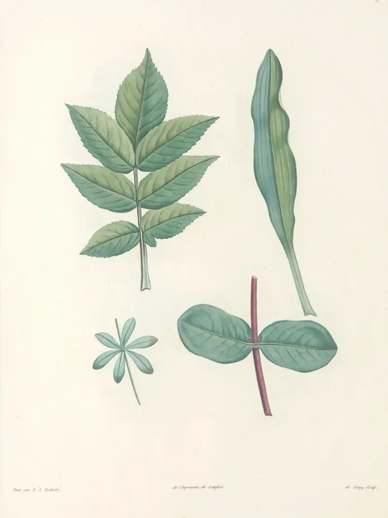 Rousseaus botanik, plansch 51 av Pierre Joseph Redouté