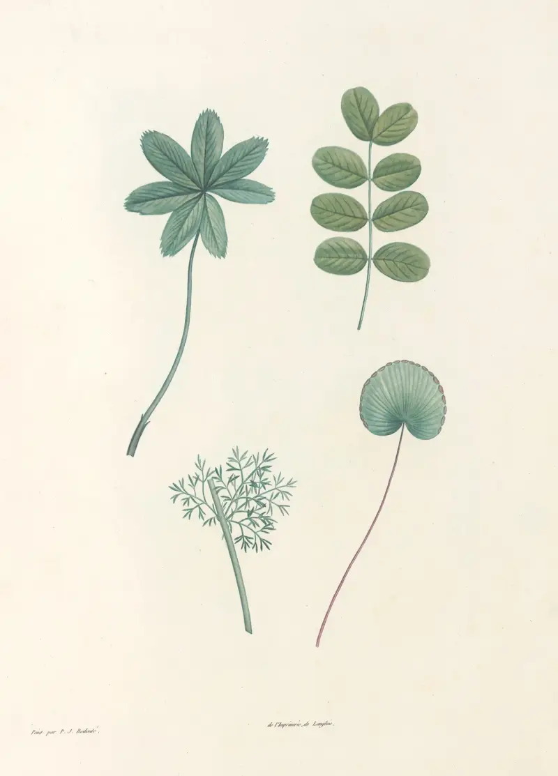 Rousseaus botanik, plansch 53 av Pierre Joseph Redouté