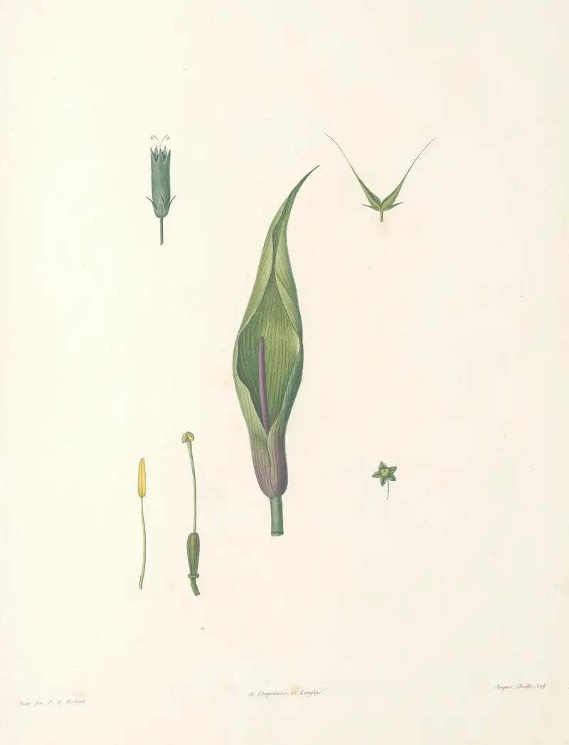 J. J. Rousseaus botanik, plansch 60 av Pierre Joseph Redouté