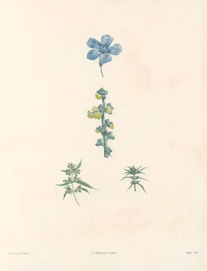 Rousseaus botanik, plansch 61 av Pierre Joseph Redouté