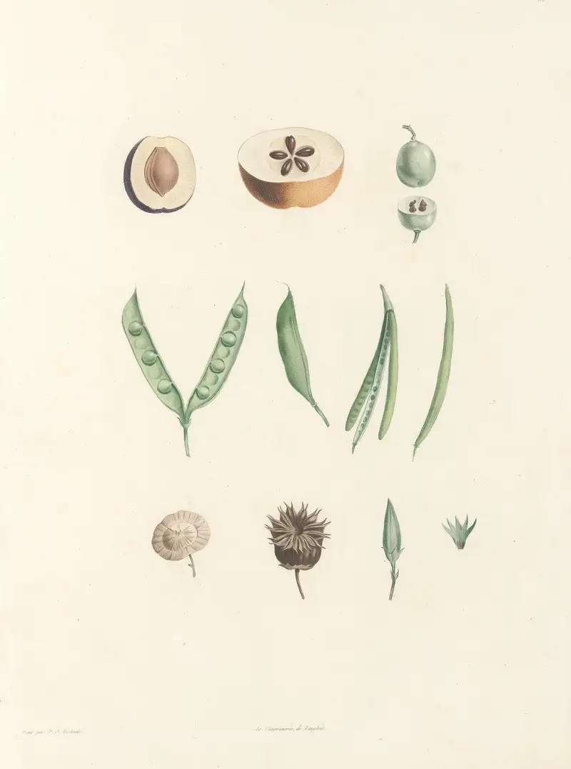 Rousseaus botanik, plansch 62 av Pierre Joseph Redouté
