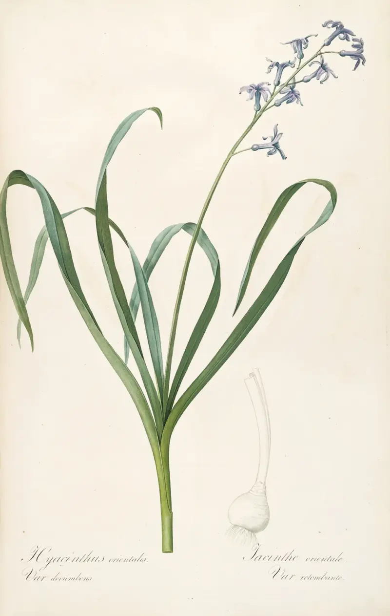 Les liliacees Pl.44 av Pierre Joseph Redouté