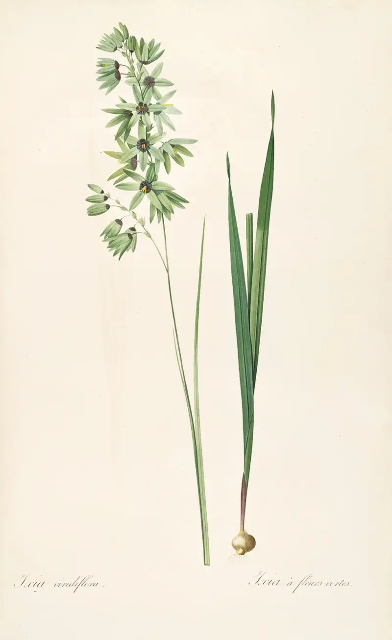 Les liliacees Pl.45 av Pierre Joseph Redouté
