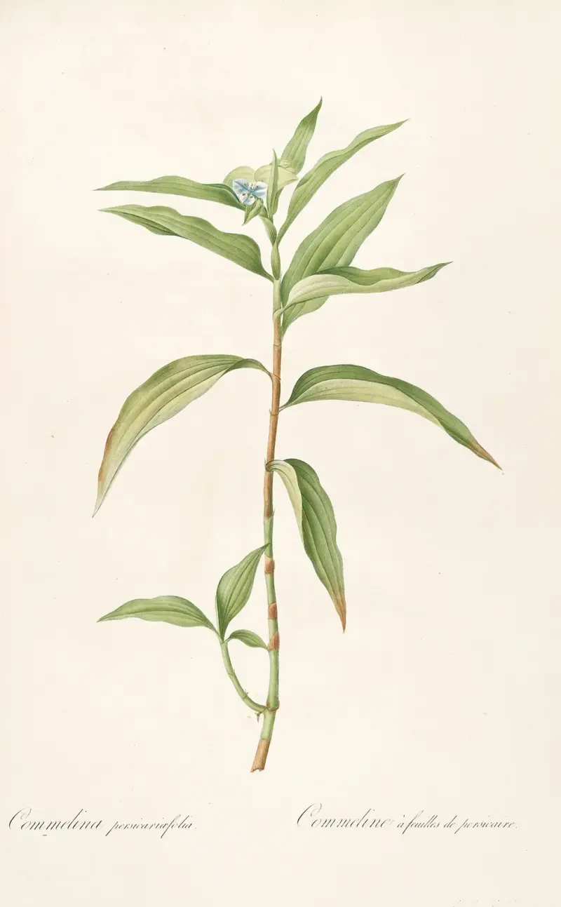 Die Liliengewächse Taf. 51 von Pierre Joseph Redouté