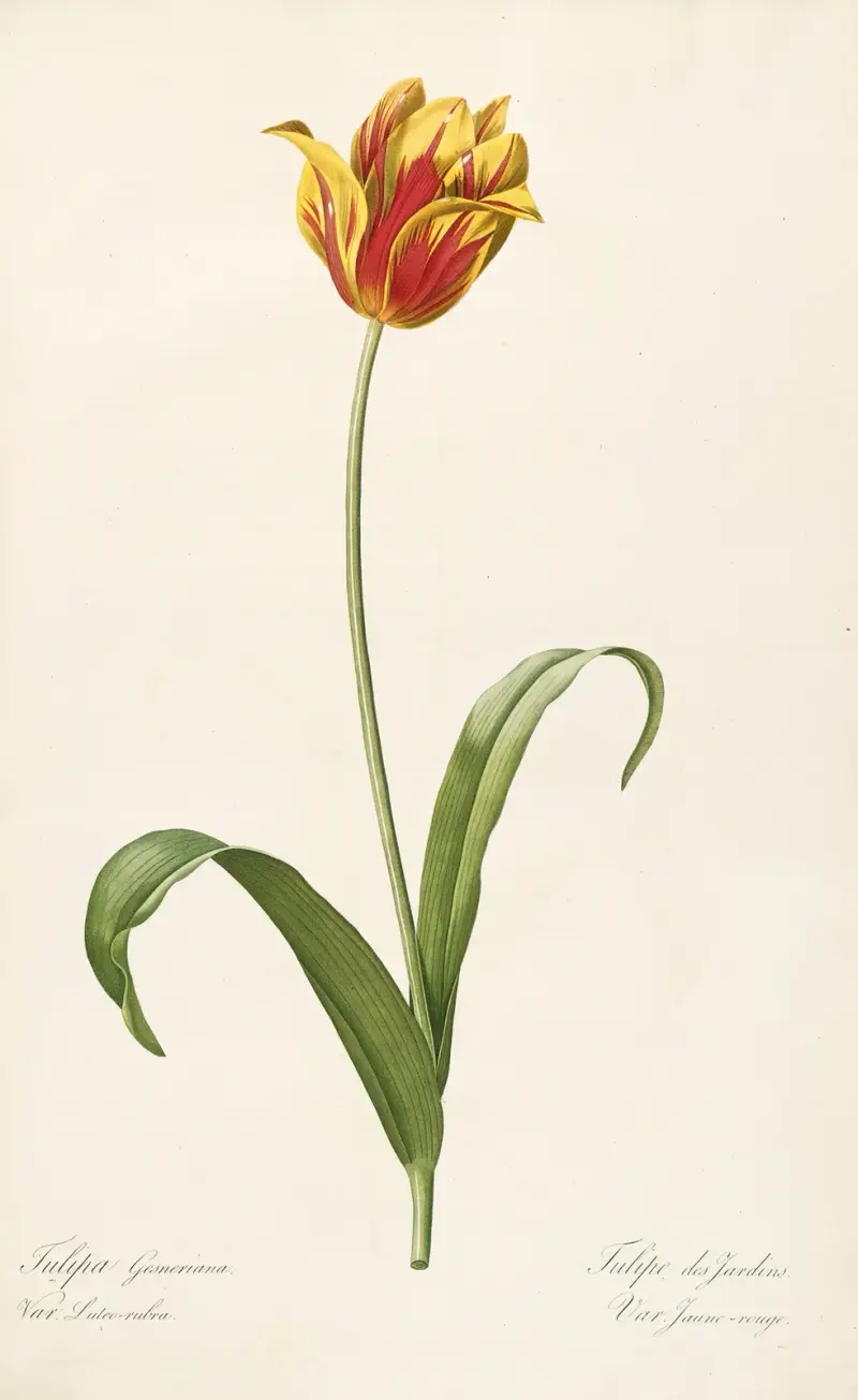 Liliovité, tab. 56, Pierre Joseph Redouté