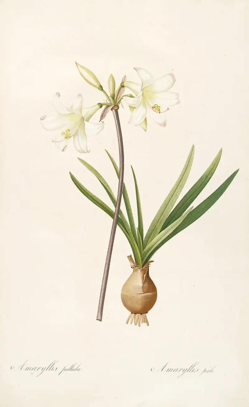 Die Liliengewächse, Tafel 58 von Pierre Joseph Redouté