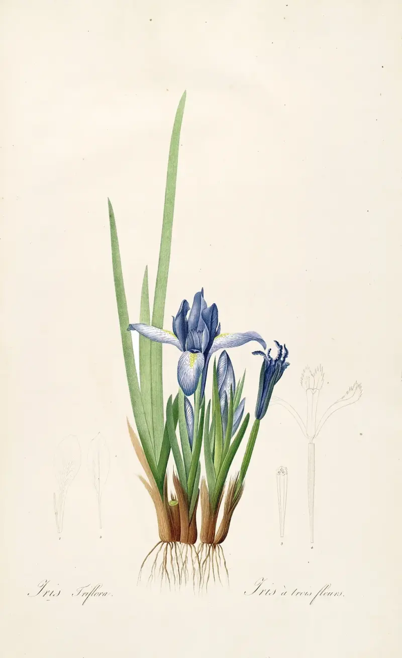 Die Lilien, Tafel 60 von Pierre Joseph Redouté