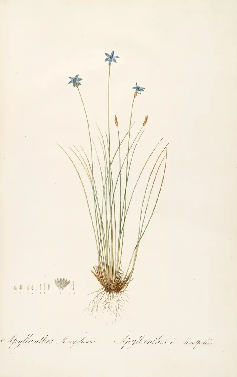 Les liliacees Pl.62 av Pierre Joseph Redouté