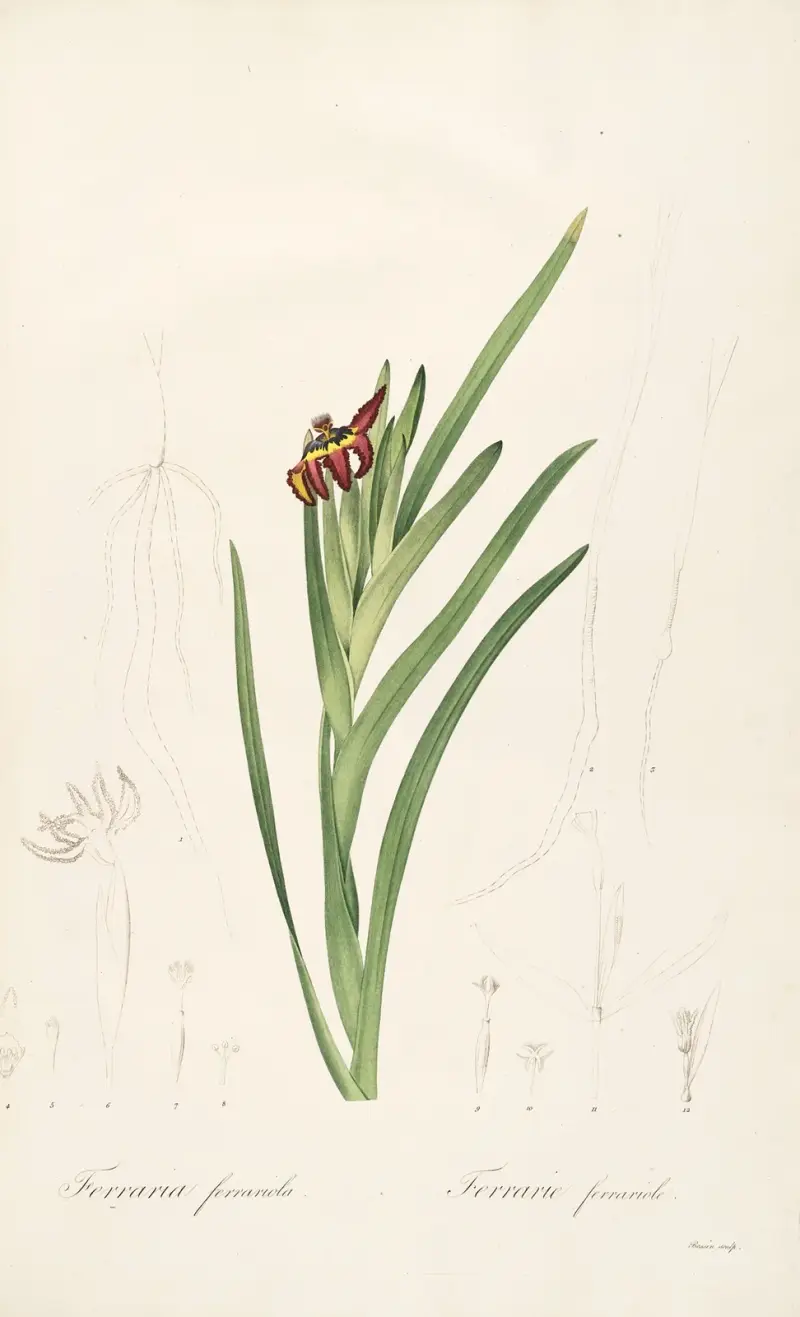 Liliovité, tabule 63, Pierre Joseph Redouté