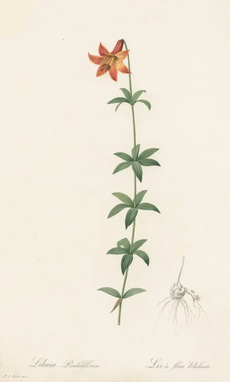 Lilium penduliflorum av Pierre Joseph Redouté