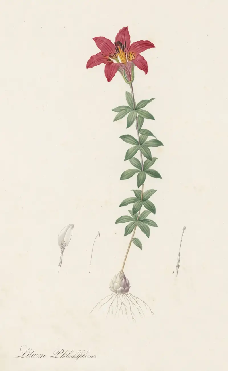 Lilium philadelphicum av Pierre Joseph Redouté