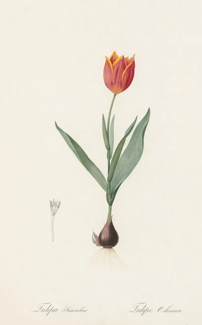 Tulipa suaveolens, Pierre Joseph Redouté