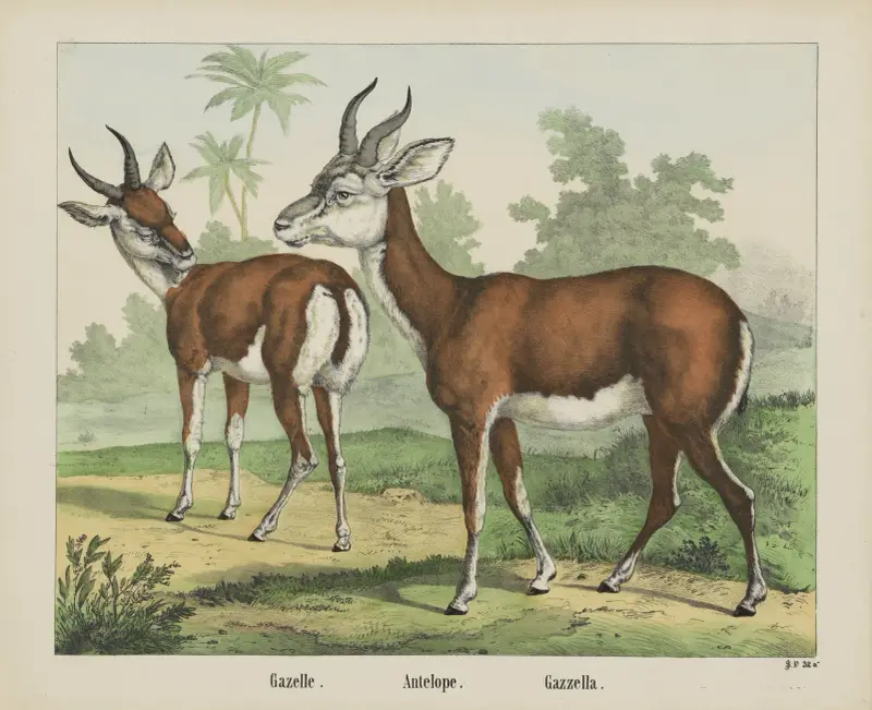 Antelope. av Joseph Scholz
