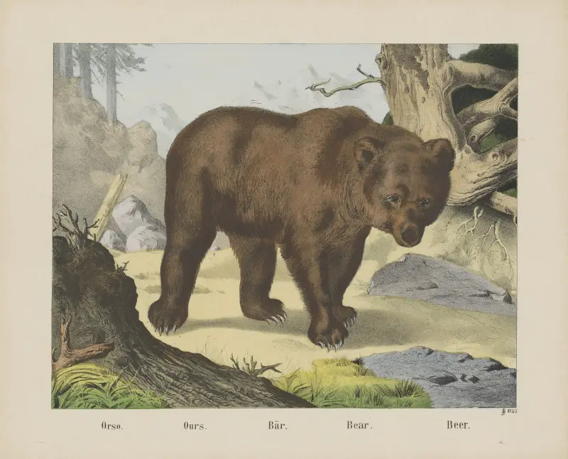 Bear av Joseph Scholz