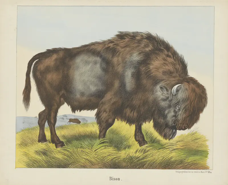 Bison av Joseph Scholz