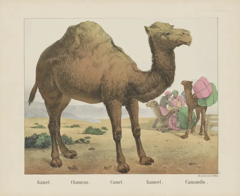 Velbloud, Joseph Scholz
