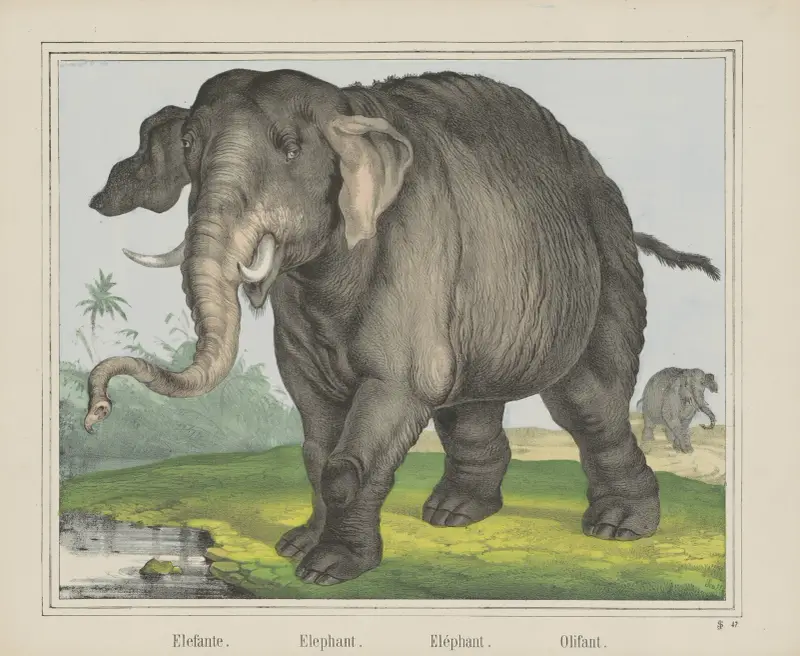 Elefant von Joseph Scholz
