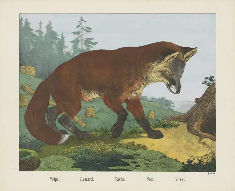 Fuchs von Joseph Scholz